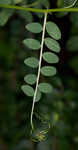 Louisiana vetch